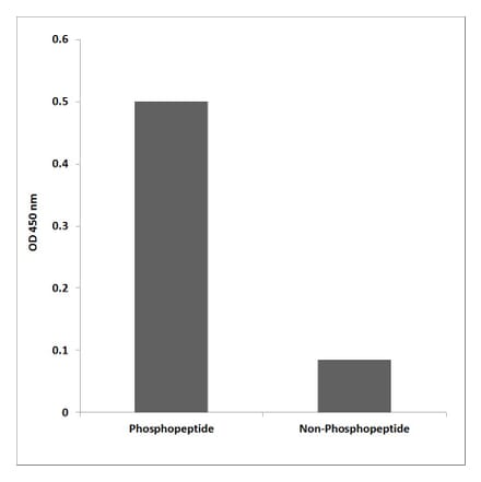 ELISA - Anti-Cortactin (phospho Tyr446) Antibody (P12-1016) - Antibodies.com