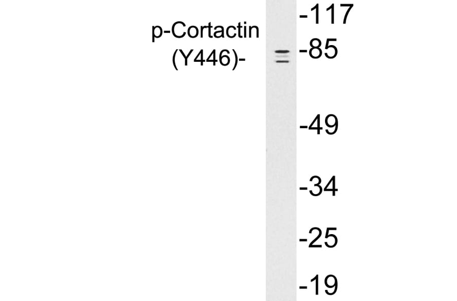 Western Blot - Anti-Cortactin (phospho Tyr446) Antibody (P12-1016) - Antibodies.com