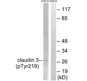 Western Blot - Anti-Claudin 3 (phospho Tyr219) Antibody (A8317) - Antibodies.com