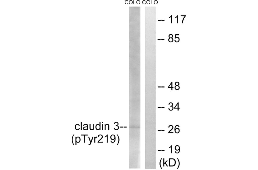 Western Blot - Anti-Claudin 3 (phospho Tyr219) Antibody (A8317) - Antibodies.com