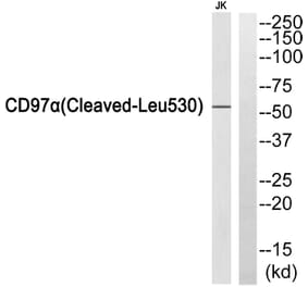 Western Blot - Anti-CD97alpha (cleaved Leu530) Antibody (L0191) - Antibodies.com