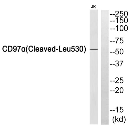 Western Blot - Anti-CD97alpha (cleaved Leu530) Antibody (L0191) - Antibodies.com