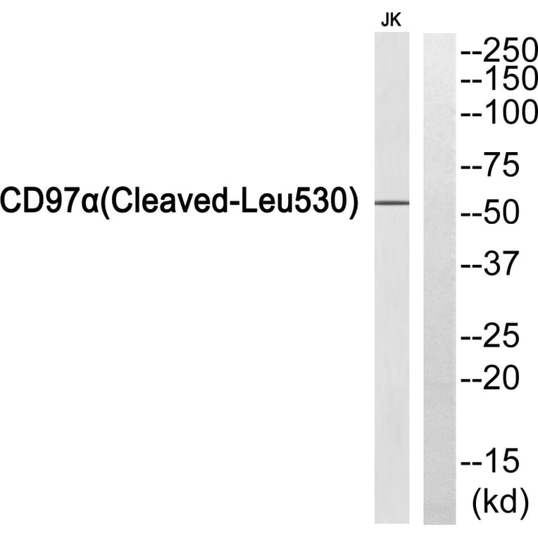 Western Blot - Anti-CD97alpha (cleaved Leu530) Antibody (L0191) - Antibodies.com