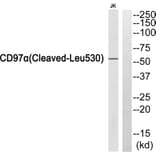 Western Blot - Anti-CD97alpha (cleaved Leu530) Antibody (L0191) - Antibodies.com