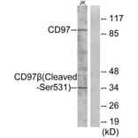 Western Blot - Anti-CD97 beta (cleaved Ser531) Antibody (L0192) - Antibodies.com