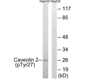 Western Blot - Anti-Caveolin 2 (phospho Tyr27) Antibody (A8264) - Antibodies.com