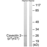 Western Blot - Anti-Caveolin 2 (phospho Tyr27) Antibody (A8264) - Antibodies.com