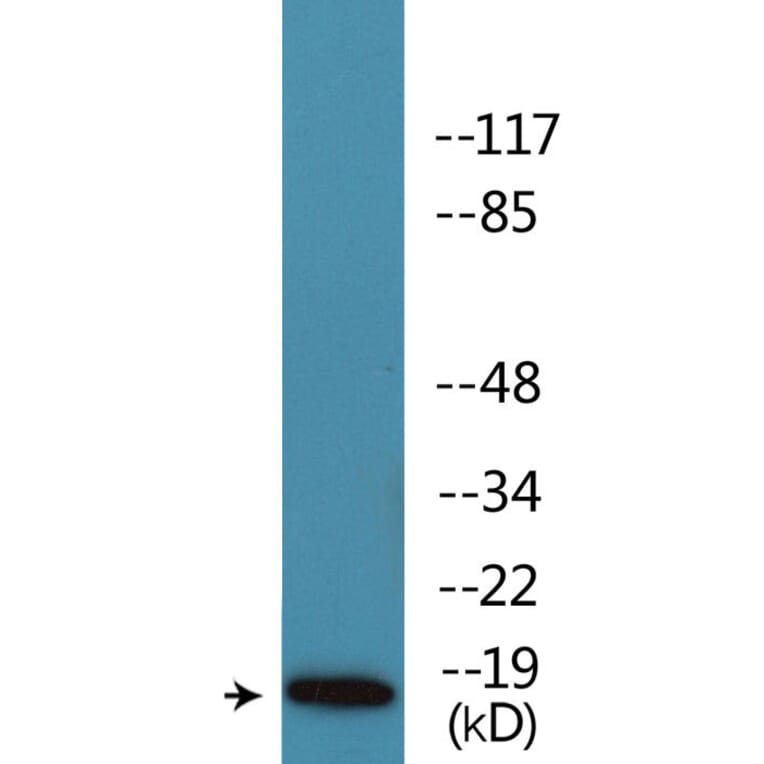 Western Blot - Anti-Caveolin 2 (phospho Tyr27) Antibody (P12-1087) - Antibodies.com