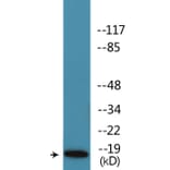 Western Blot - Anti-Caveolin 2 (phospho Tyr27) Antibody (P12-1087) - Antibodies.com