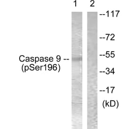 Western Blot - Anti-Caspase 9 (phospho Ser196) Antibody (A0834) - Antibodies.com
