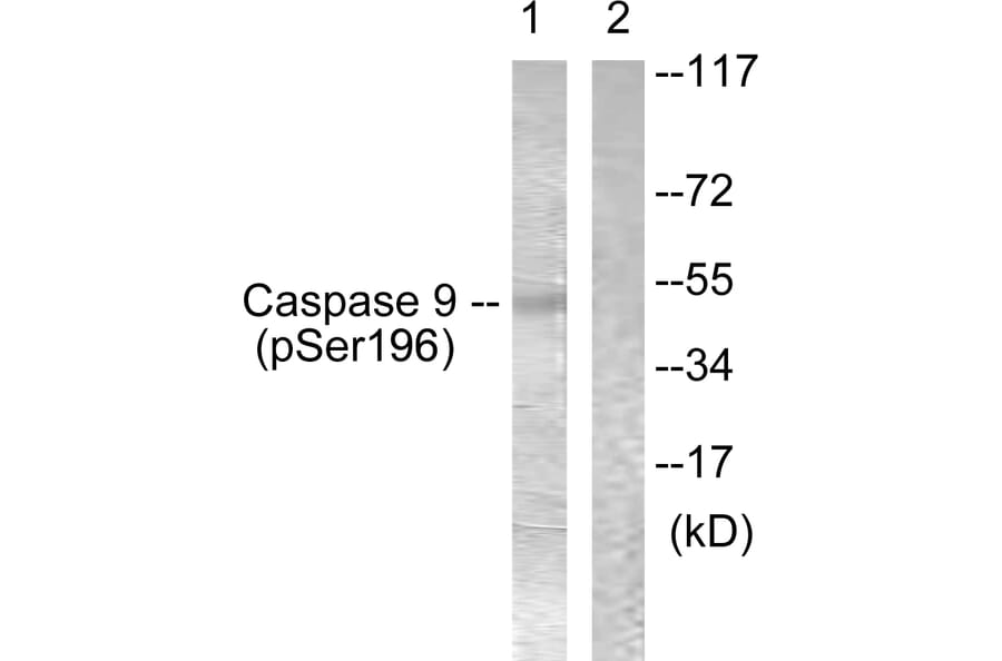 Western Blot - Anti-Caspase 9 (phospho Ser196) Antibody (A0834) - Antibodies.com