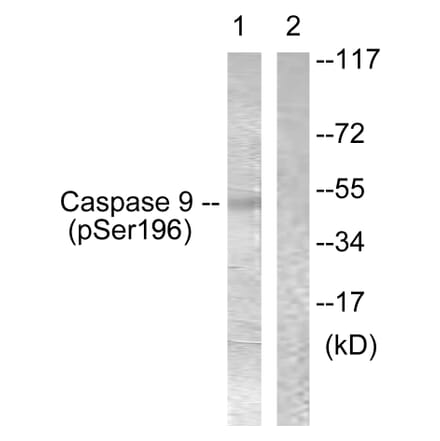 Western Blot - Anti-Caspase 9 (phospho Ser196) Antibody (A0834) - Antibodies.com