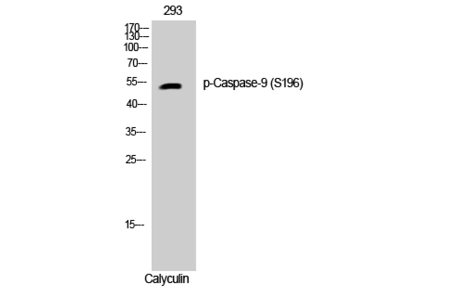 Western Blot - Anti-Caspase 9 (phospho Ser196) Antibody (A0834) - Antibodies.com