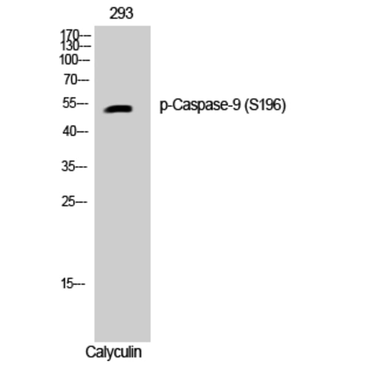 Western Blot - Anti-Caspase 9 (phospho Ser196) Antibody (A0834) - Antibodies.com