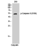Western Blot - Anti-Caspase 9 (phospho Ser196) Antibody (A0834) - Antibodies.com