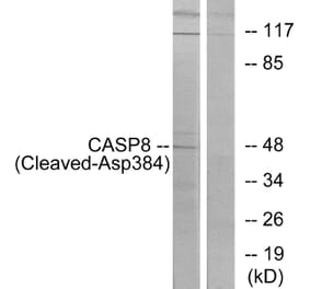 Western Blot - Anti-Caspase 8 (cleaved Asp384) Antibody (L0167) - Antibodies.com