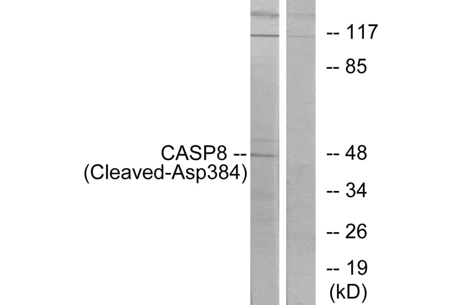 Western Blot - Anti-Caspase 8 (cleaved Asp384) Antibody (L0167) - Antibodies.com