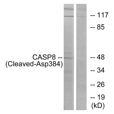 Western Blot - Anti-Caspase 8 (cleaved Asp384) Antibody (L0167) - Antibodies.com