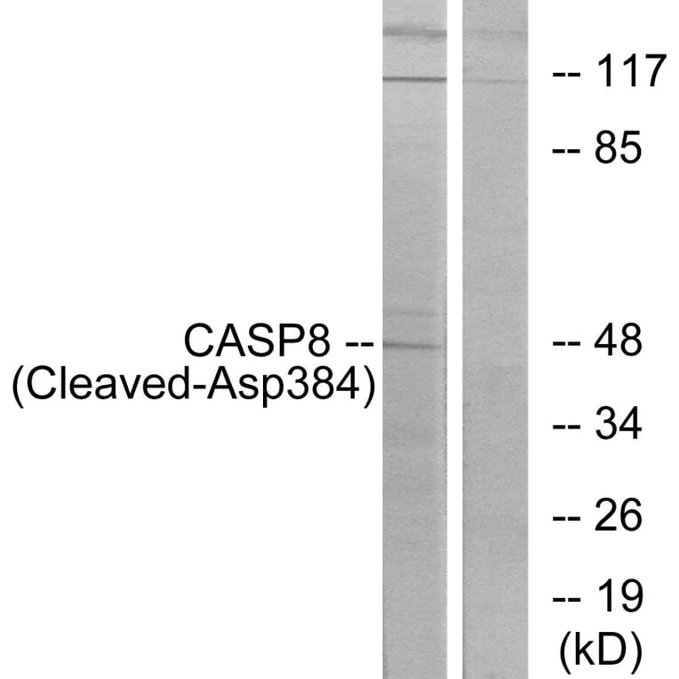 Western Blot - Anti-Caspase 8 (cleaved Asp384) Antibody (L0167) - Antibodies.com