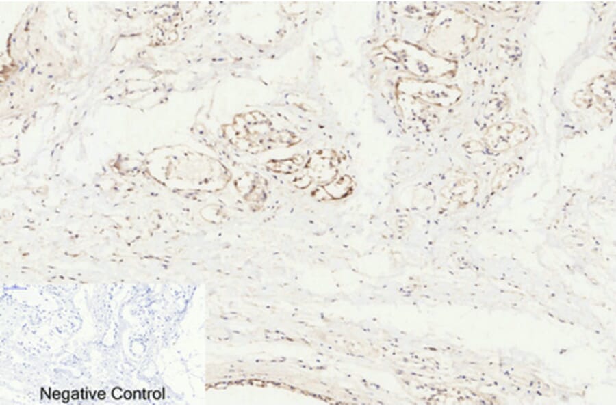 Immunohistochemistry - Anti-Caspase 8 (cleaved Asp384) Antibody (L0167) - Antibodies.com