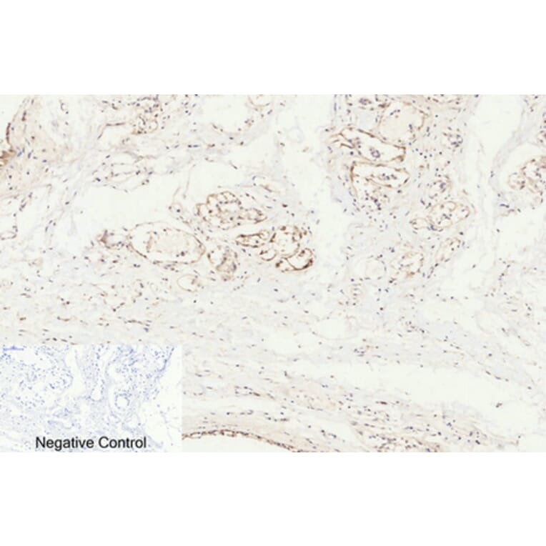 Immunohistochemistry - Anti-Caspase 8 (cleaved Asp384) Antibody (L0167) - Antibodies.com