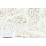 Immunohistochemistry - Anti-Caspase 8 (cleaved Asp384) Antibody (L0167) - Antibodies.com