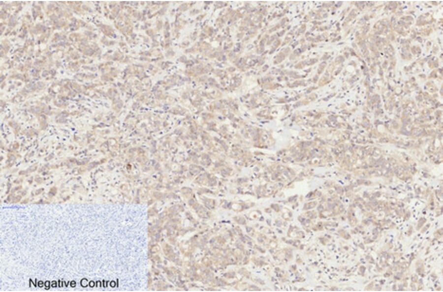 Immunohistochemistry - Anti-Caspase 8 (cleaved Asp384) Antibody (L0167) - Antibodies.com