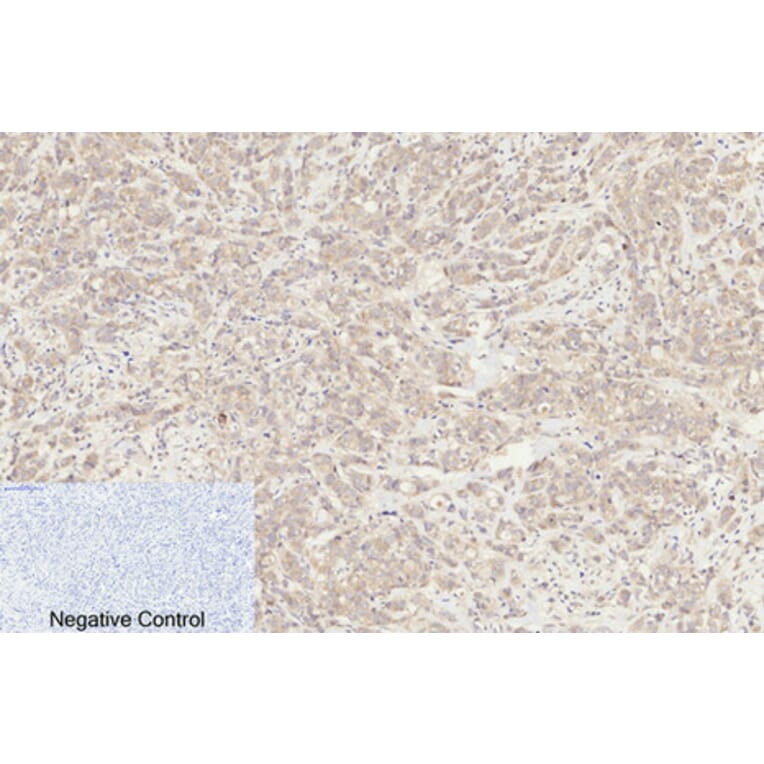 Immunohistochemistry - Anti-Caspase 8 (cleaved Asp384) Antibody (L0167) - Antibodies.com