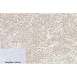 Immunohistochemistry - Anti-Caspase 8 (cleaved Asp384) Antibody (L0167) - Antibodies.com