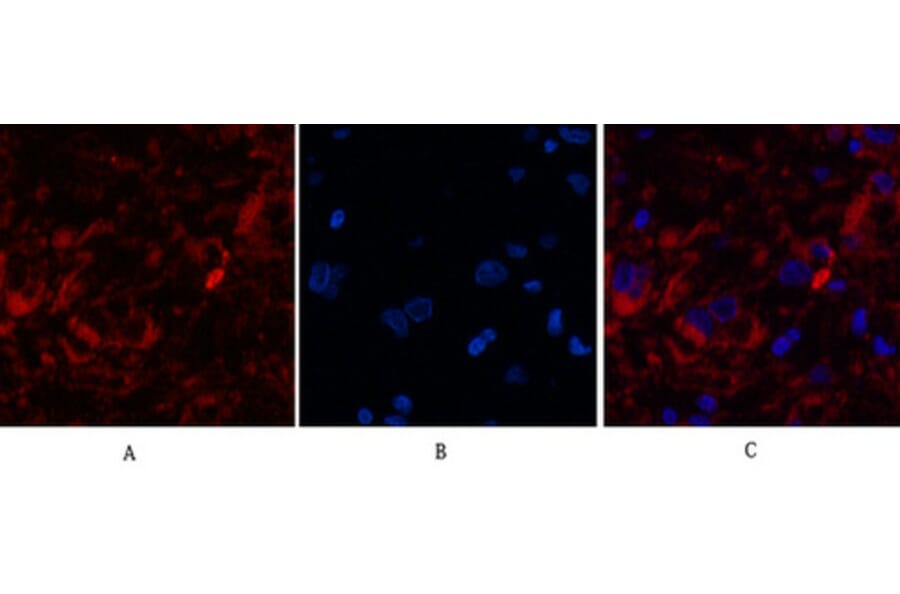 Immunofluorescence - Anti-Caspase 8 (cleaved Asp384) Antibody (L0167) - Antibodies.com