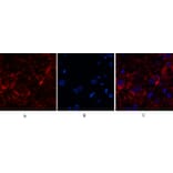 Immunofluorescence - Anti-Caspase 8 (cleaved Asp384) Antibody (L0167) - Antibodies.com