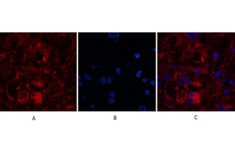 Immunofluorescence - Anti-Caspase 8 (cleaved Asp384) Antibody (L0167) - Antibodies.com