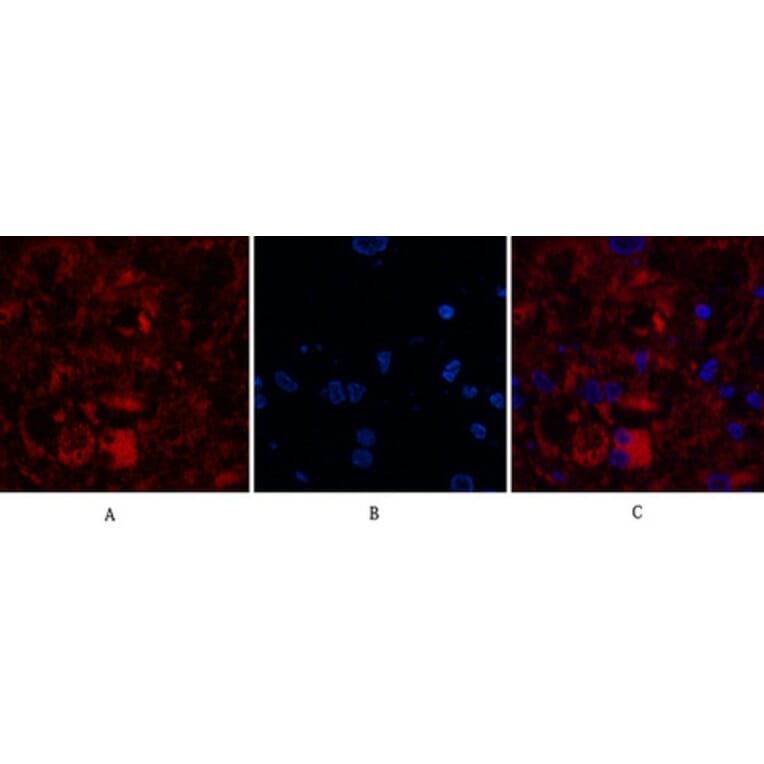 Immunofluorescence - Anti-Caspase 8 (cleaved Asp384) Antibody (L0167) - Antibodies.com