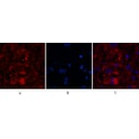 Immunofluorescence - Anti-Caspase 8 (cleaved Asp384) Antibody (L0167) - Antibodies.com