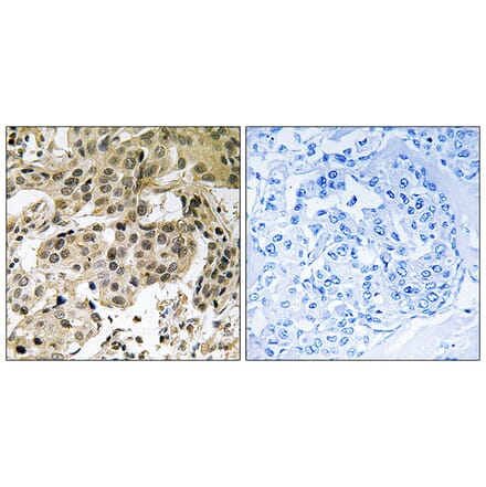 Immunohistochemistry - Anti-HP1 alpha (phospho Ser92) Antibody (A8262) - Antibodies.com