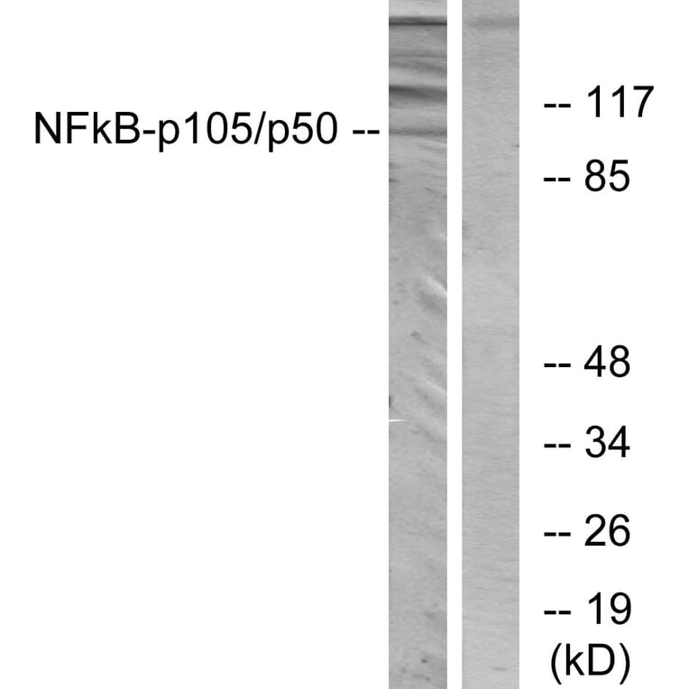 Western Blot - Anti-NF kappa B p105 / p50 Antibody (B7167) - Antibodies.com
