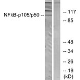 Western Blot - Anti-NF kappa B p105 / p50 Antibody (B7167) - Antibodies.com