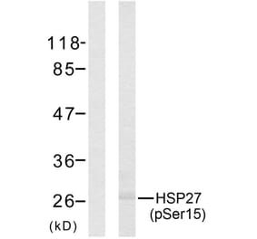 Western Blot - Anti-HSP27 (phospho Ser15) Antibody (A7110) - Antibodies.com