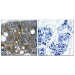 Immunohistochemistry - Anti-HSP27 (phospho Ser15) Antibody (A7110) - Antibodies.com
