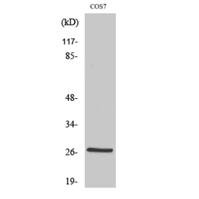 Western Blot - Anti-HSP27 (phospho Ser15) Antibody (A7110) - Antibodies.com