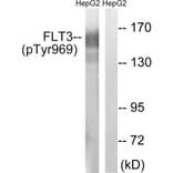 Western Blot - Anti-FLT3 (phospho Tyr969) Antibody (A8108) - Antibodies.com