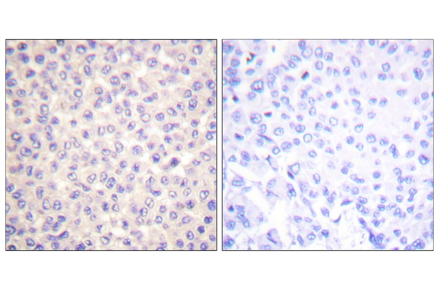 Immunohistochemistry - Anti-FADD (phospho Ser194) Antibody (A0425) - Antibodies.com