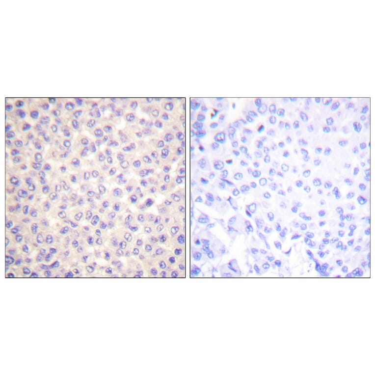 Immunohistochemistry - Anti-FADD (phospho Ser194) Antibody (A0425) - Antibodies.com