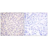 Immunohistochemistry - Anti-FADD (phospho Ser194) Antibody (A0425) - Antibodies.com