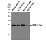 Western Blot - Anti-FADD (phospho Ser194) Antibody (A0425) - Antibodies.com