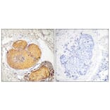 Immunohistochemistry - Anti-FADD (phospho Ser191) Antibody (A8503) - Antibodies.com