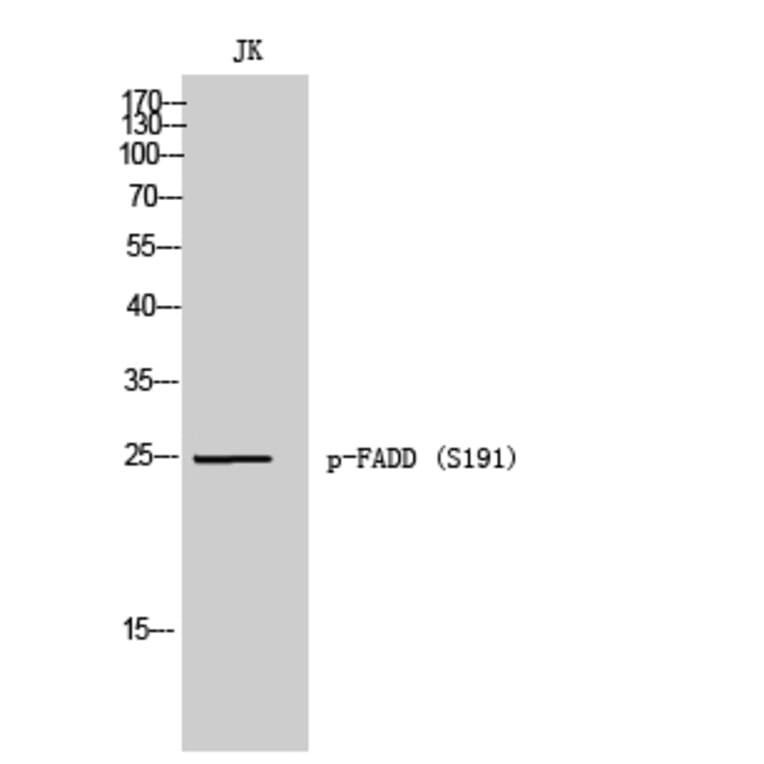 Western Blot - Anti-FADD (phospho Ser191) Antibody (A8503) - Antibodies.com