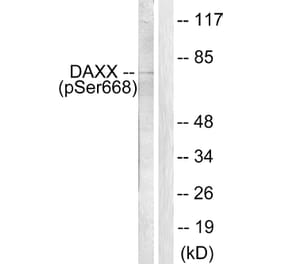 Western Blot - Anti-Daxx (phospho Ser668) Antibody (A0419) - Antibodies.com