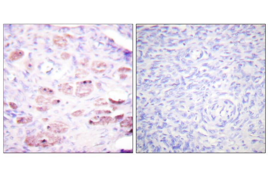Immunohistochemistry - Anti-Daxx (phospho Ser668) Antibody (A0419) - Antibodies.com