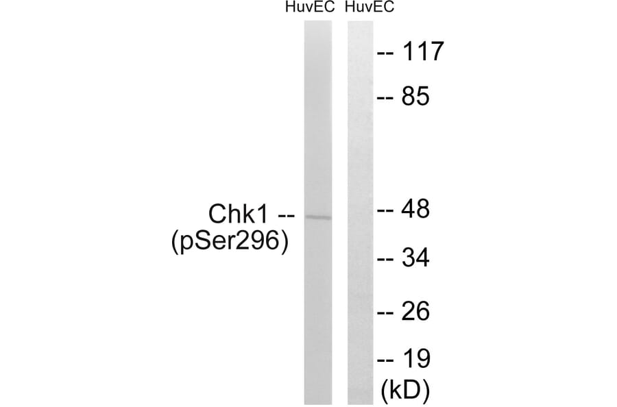 Western Blot - Anti-Chk1 (phospho Ser296) Antibody (A0629) - Antibodies.com